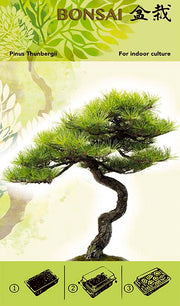 Bonsai Növesztőkészlet - Pinus Thunbergii I