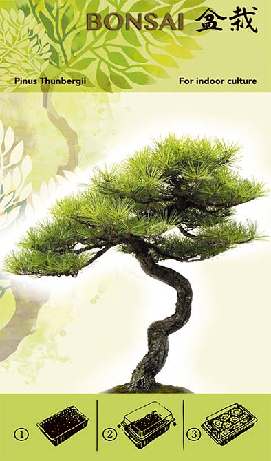 Bonsai Növesztőkészlet - Pinus Thunbergii I