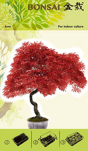 Bonsai Növesztőkészlet - Acer Red I