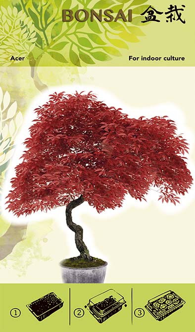 Bonsai Növesztőkészlet - Acer Red I