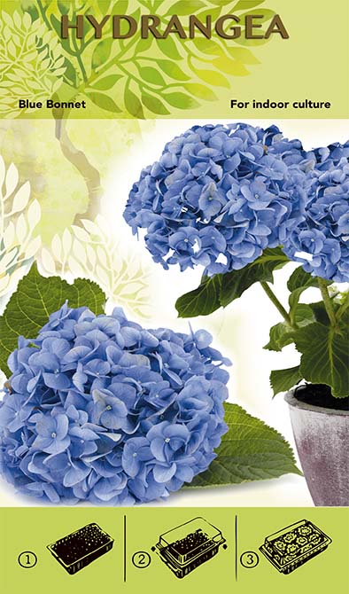 Bonsai Növesztőkészlet - Hortenzia 'Blue Bonnett' - Kék