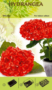 Bonsai Növesztőkészlet - Hortenzia 'Eldorado' - Piros