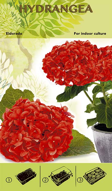 Bonsai Növesztőkészlet - Hortenzia 'Eldorado' - Piros