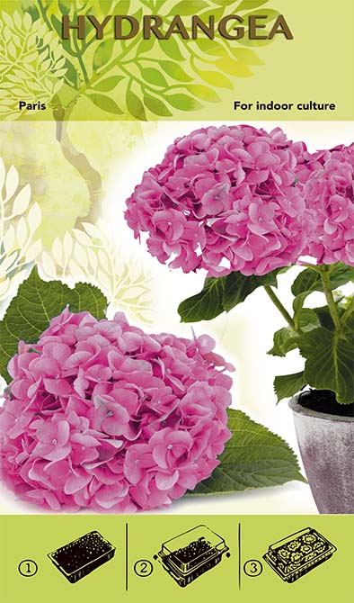 Bonsai Növesztőkészlet - Hortenzia 'Paris' - Rózsaszín