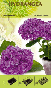 Bonsai Grow Kit - Hydrangea 'Early Sensation' - Purple