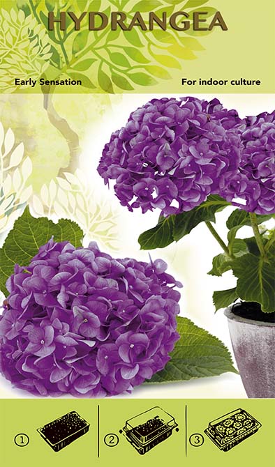 Bonsai Grow Kit - Hydrangea 'Early Sensation' - Purple