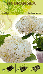 Bonsai Növesztőkészlet - Hortenzia 'Ave Maria' - Fehér