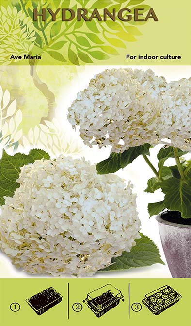 Bonsai Növesztőkészlet - Hortenzia 'Ave Maria' - Fehér