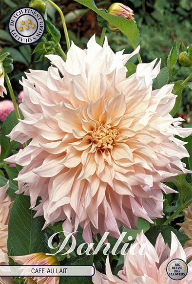 Dahlia - Café Au Lait