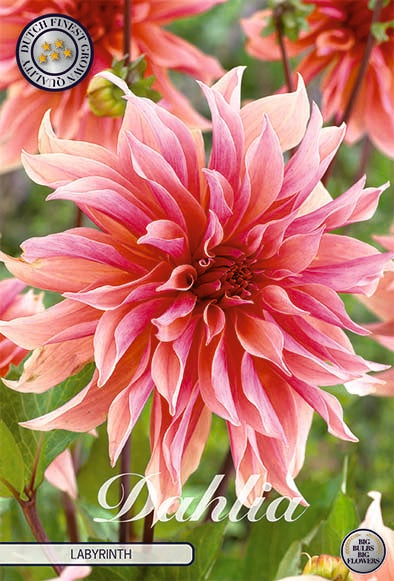 Dahlia - Labyrinth