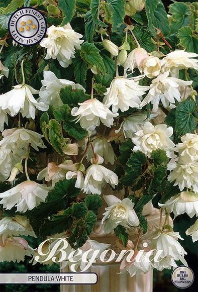 Begonia Pendula Wit x3