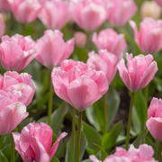 Tulipán Fosteriana – Sweet Sixteen – 12/+