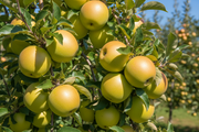 Semi Dwarf Apple Tree – ‘Golden Delicious’-1