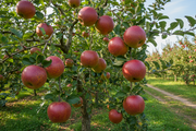 Semi Dwarf Apple Tree – ‘Rode Boskoop’-1