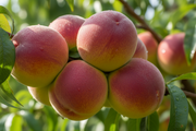 Semi Dwarf Peach Tree - ‘Amsden’-1