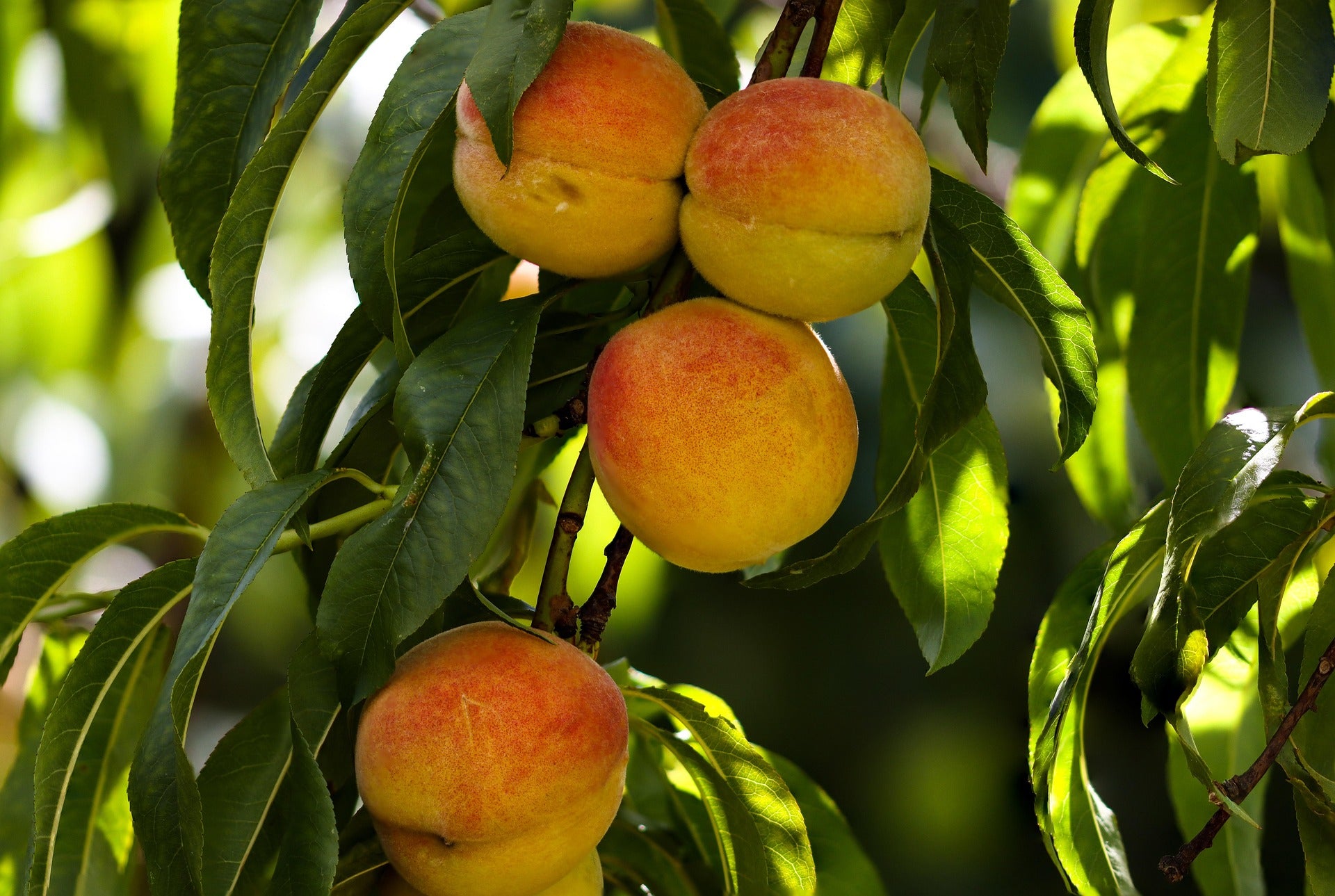 Semi Dwarf Peach Tree - 'Vaes Oogst'-2