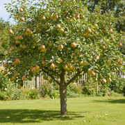 Semi Dwarf Pear Tree – ‘Doyenné du Comice’-1