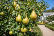 Semi Dwarf Pear Tree – ‘Williams’-1