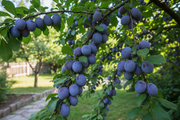 Semi Dwarf Plum Tree – ‘Altesse Simple’-1