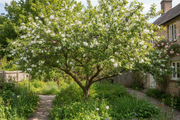 Semi Dwarf Plum Tree – ‘Victoria’-1