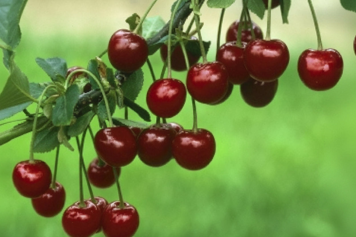 Semi Dwarf Sour Cherry Tree - ‘Kelleriis 16’-1