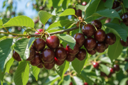 Semi Dwarf Sweet Cherry Tree – ‘Burlat’-1