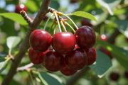 Semi Dwarf Sweet Cherry Tree – ‘Regina’-1