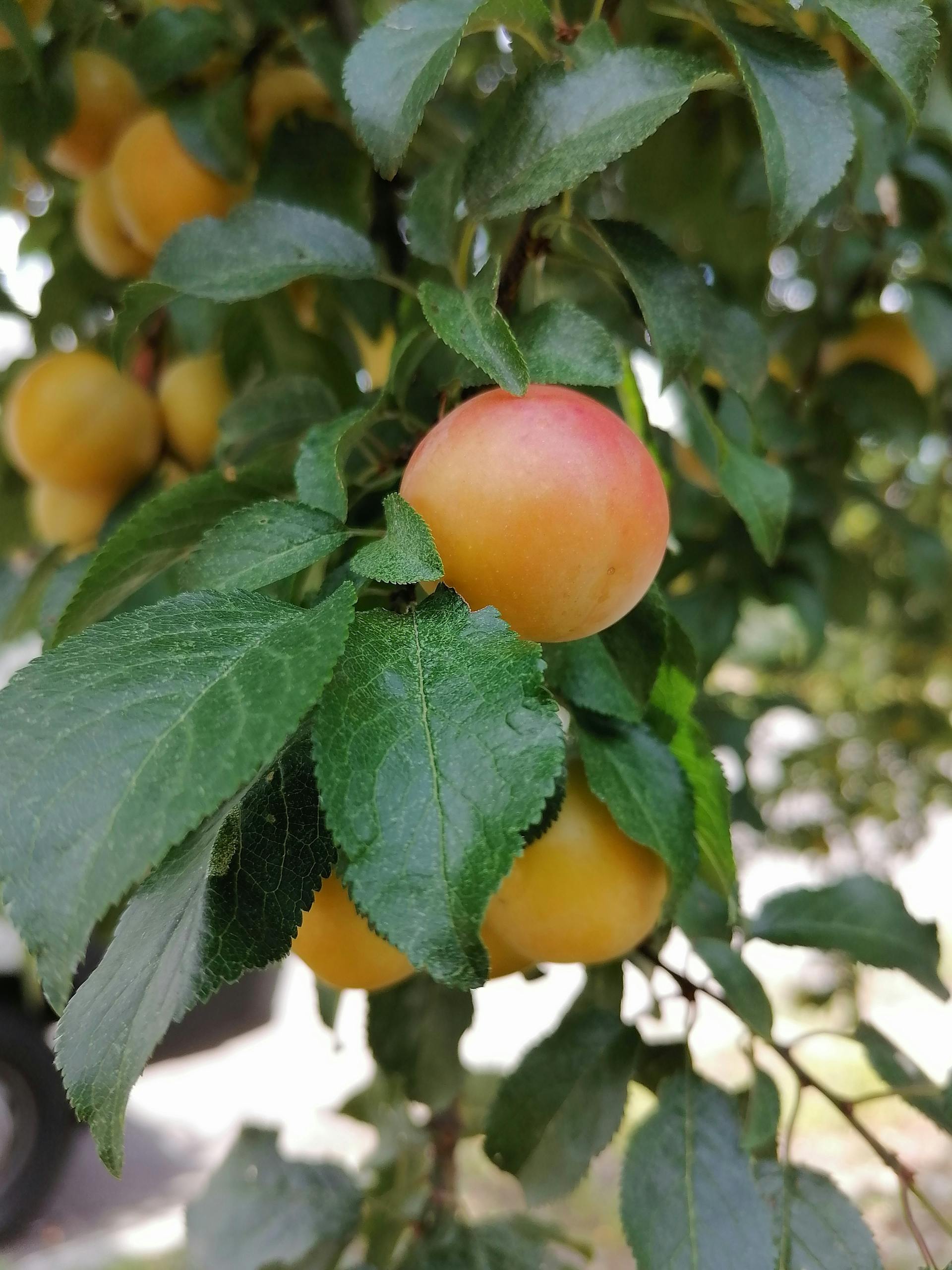 abricots hanging from a tree with green leaves.Semi_dwarf_abricot_tree