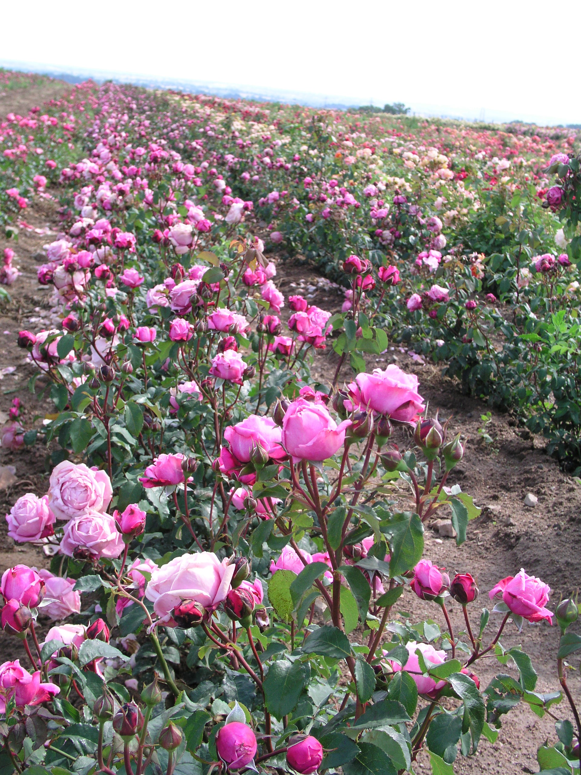 Floribunda Rózsa - Soeur Emmanuelle® (Dieter Müller)