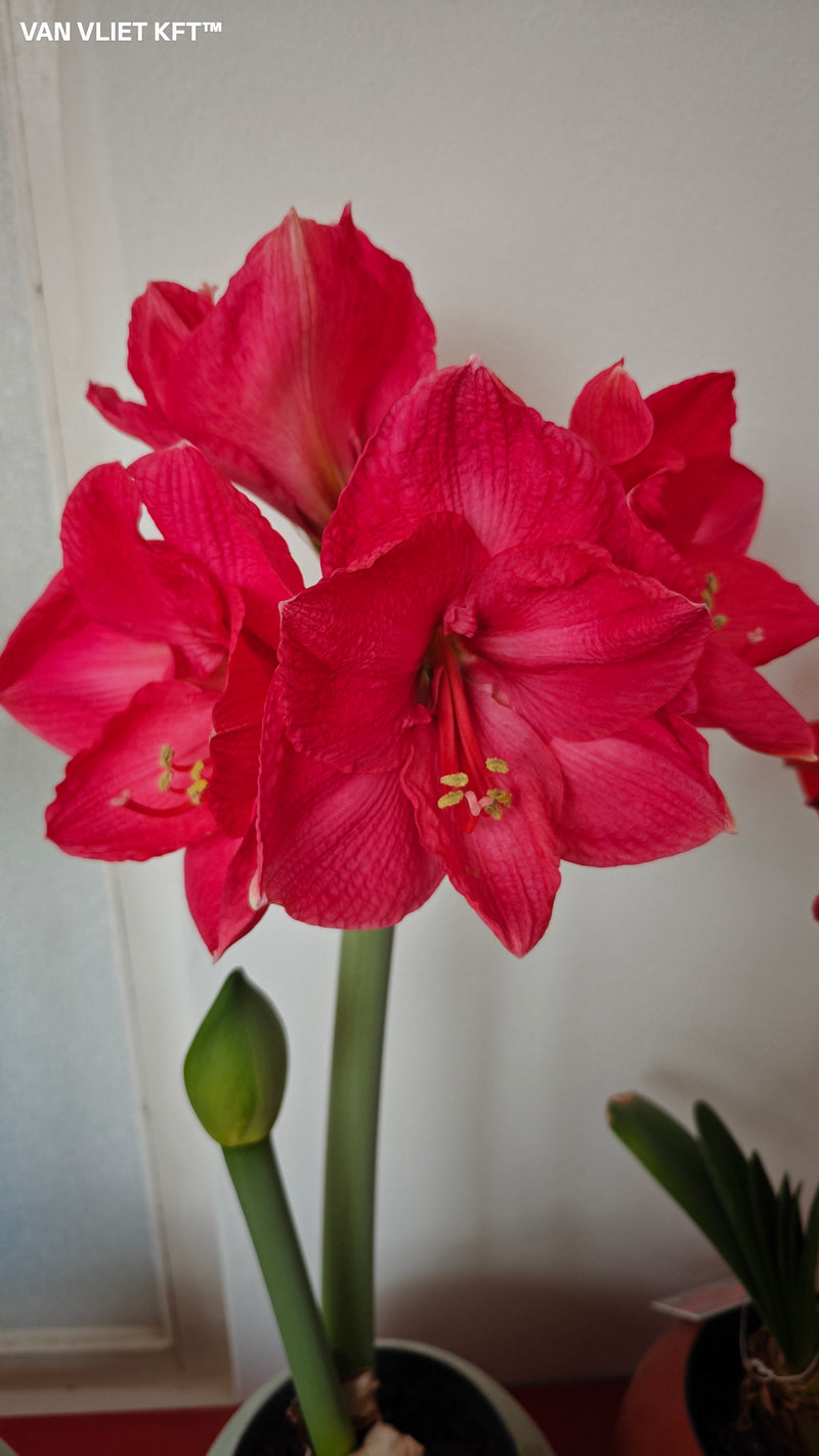 Amarillisz - Sweet Star - 30/32