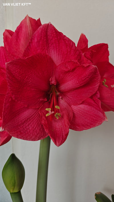 Amarillisz - Sweet Star - 30/32