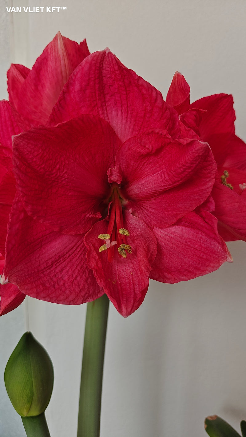 Amarillisz - Sweet Star - 30/32