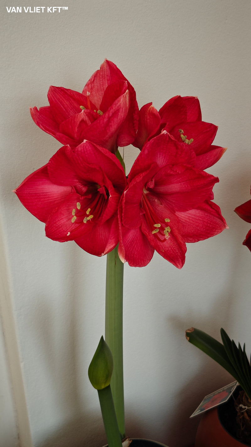 Amarillisz - Sweet Star - 30/32