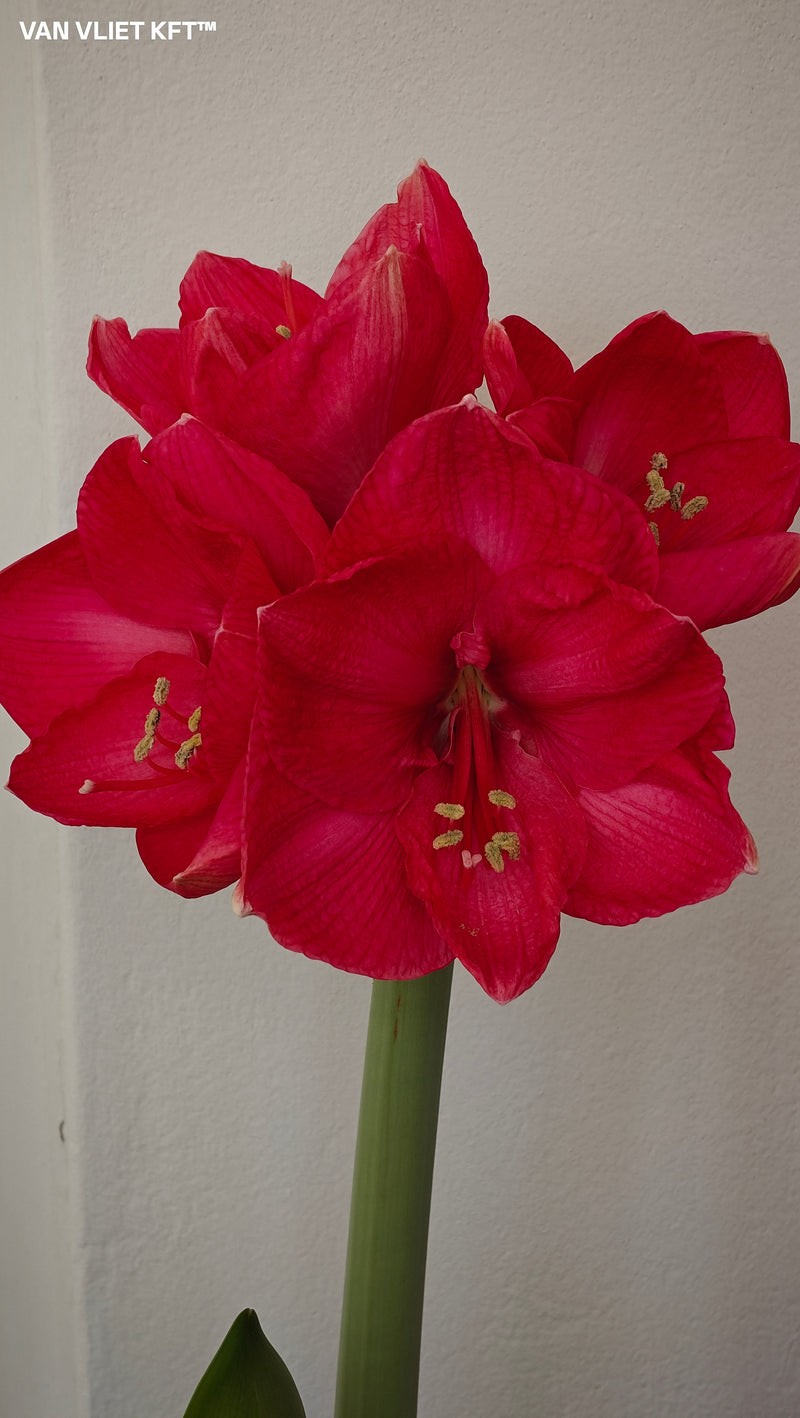 Amarillisz - Sweet Star - 30/32