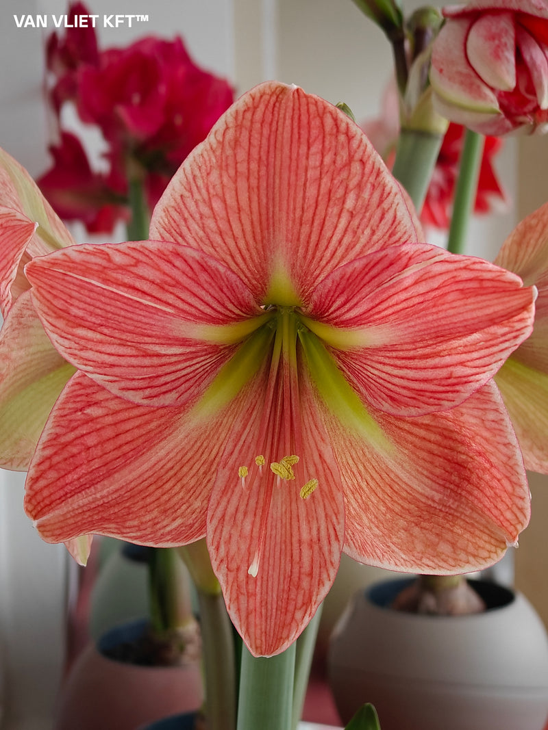 Amaryllis - Terra Cotta Star - 30/32