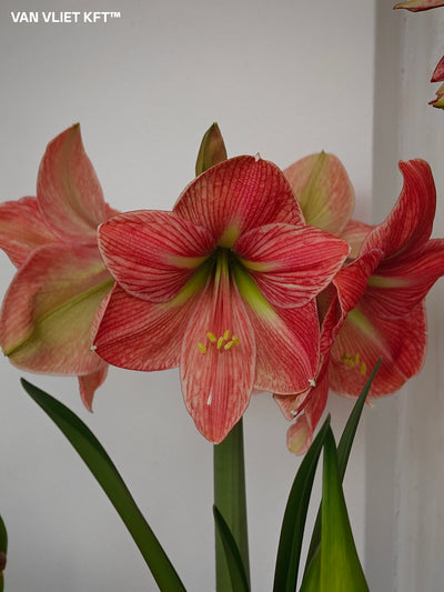 Amaryllis - Terra Cotta Star - 30/32