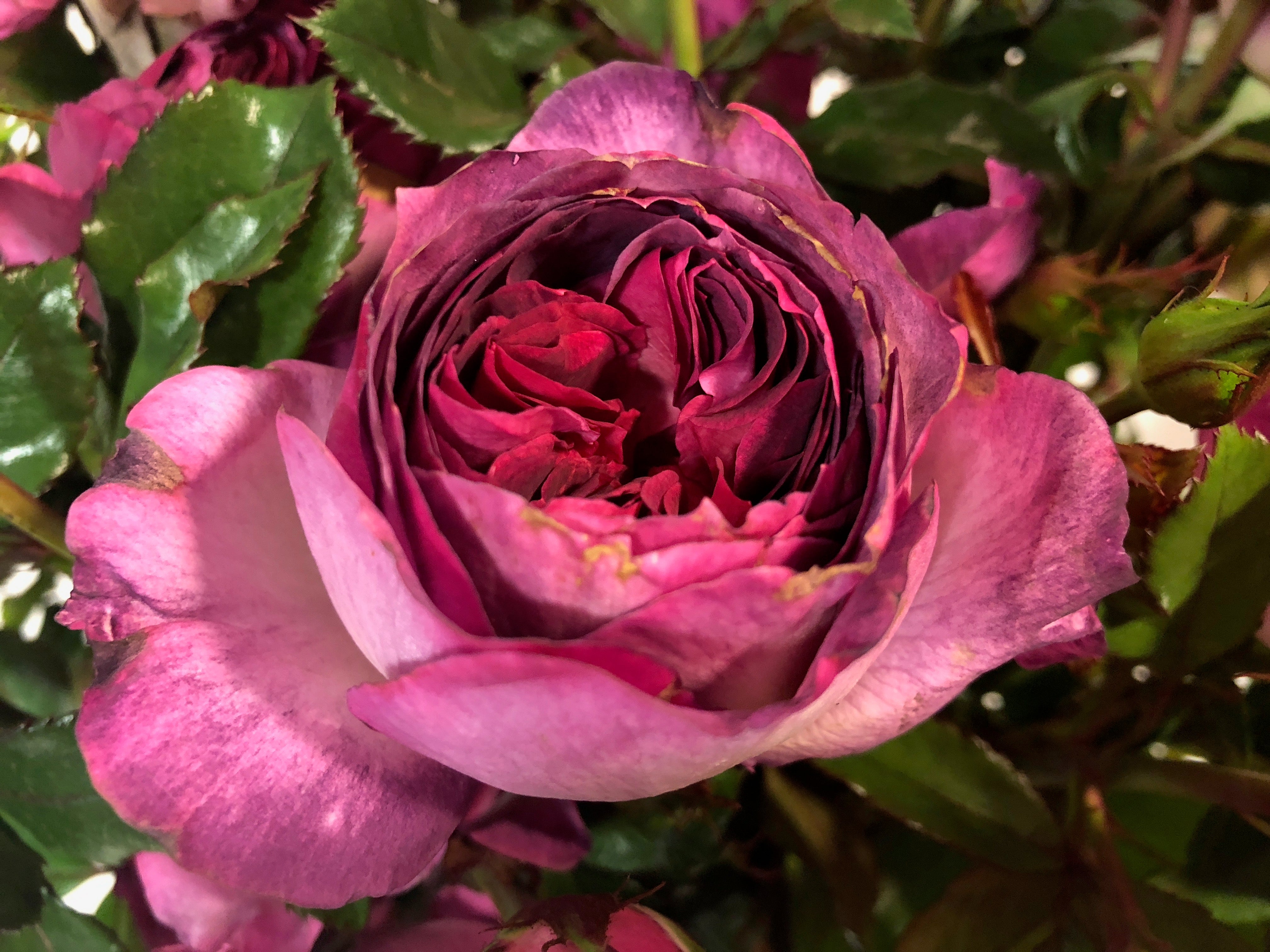 Floribunda Rózsa - Thierry Marx®