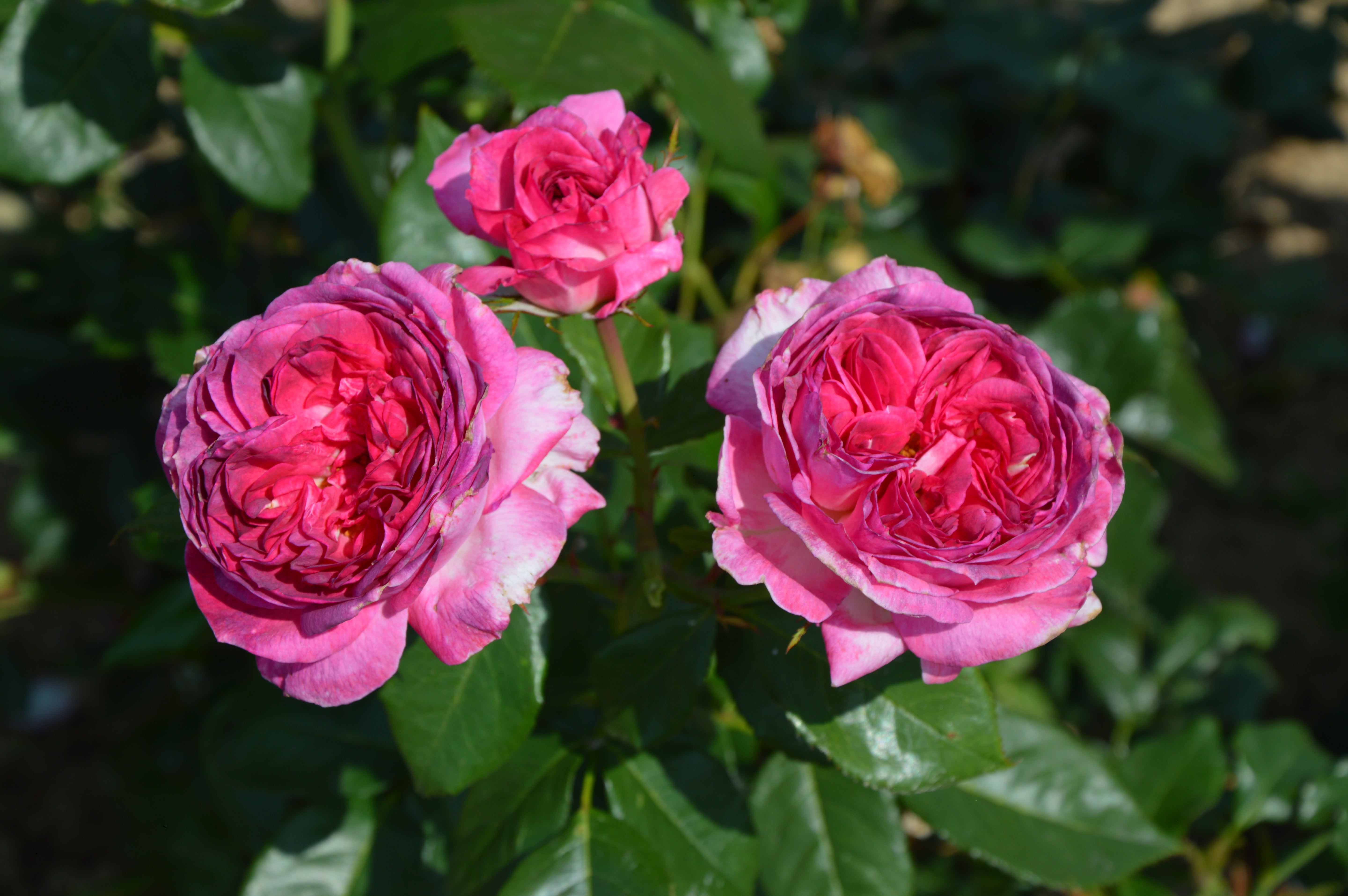 Floribunda Rózsa - Thierry Marx®