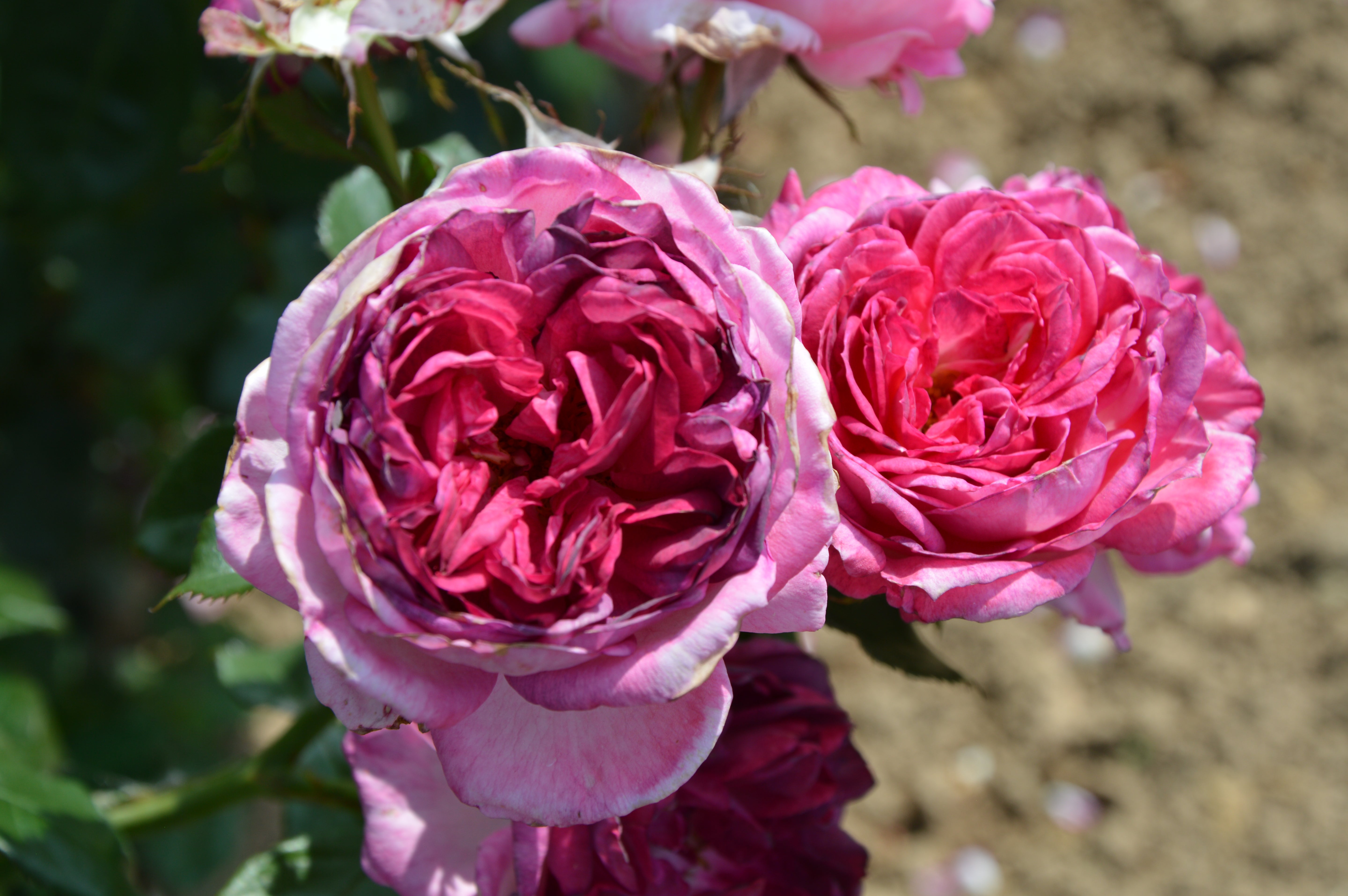 Floribunda Rózsa - Thierry Marx®