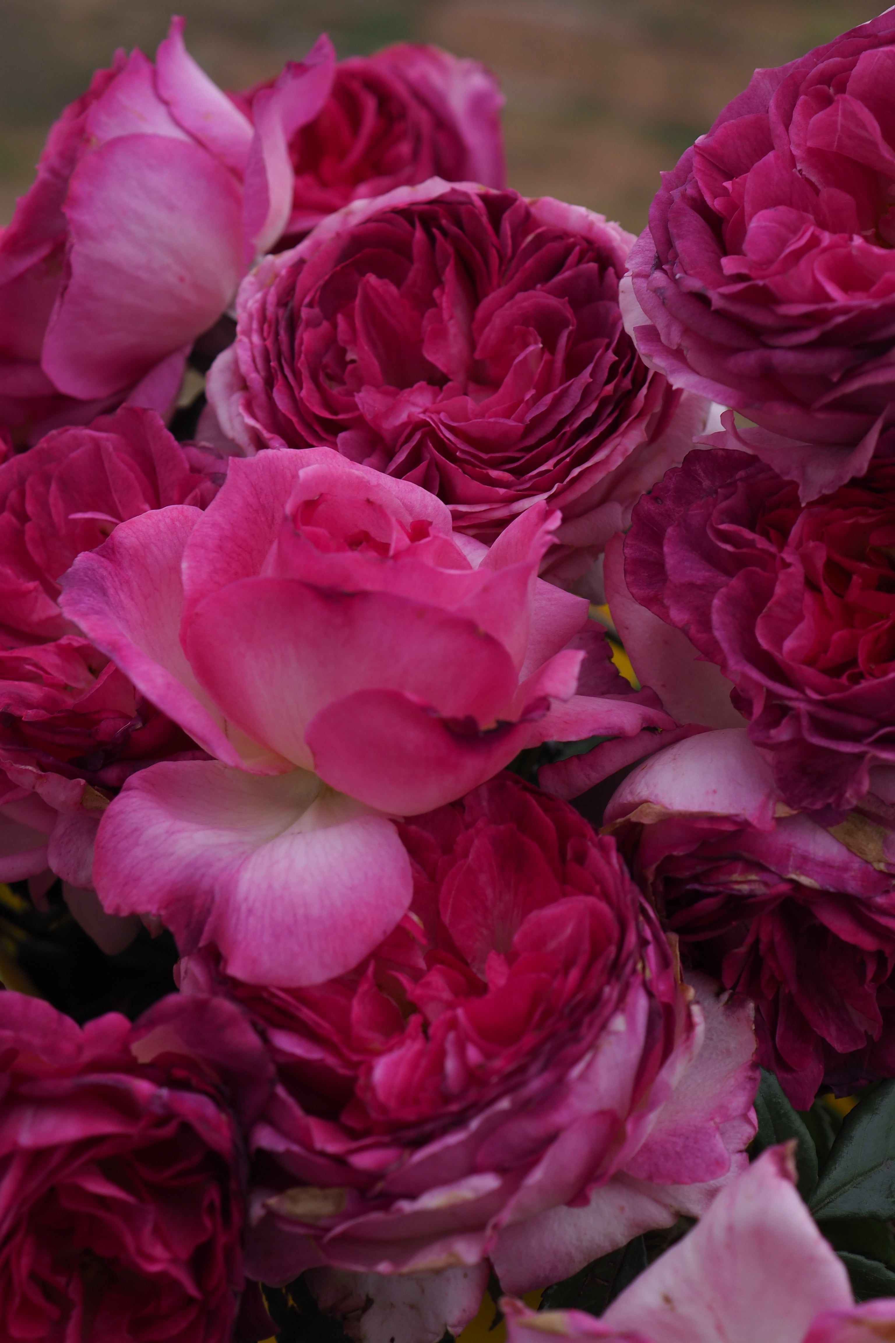 Floribunda Rózsa - Thierry Marx®