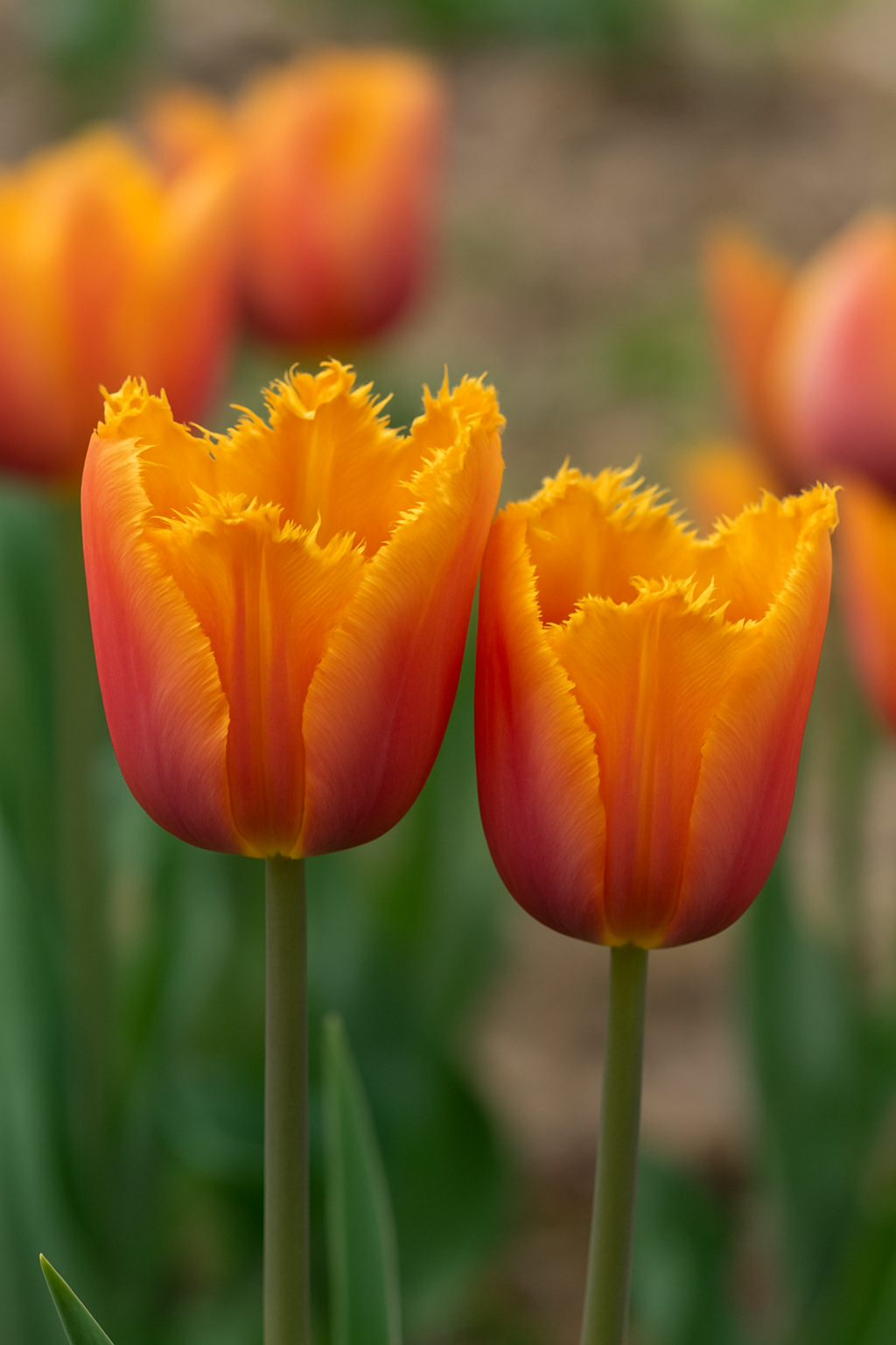 Tulipán Rojtos – Louvre Orange – 12/+