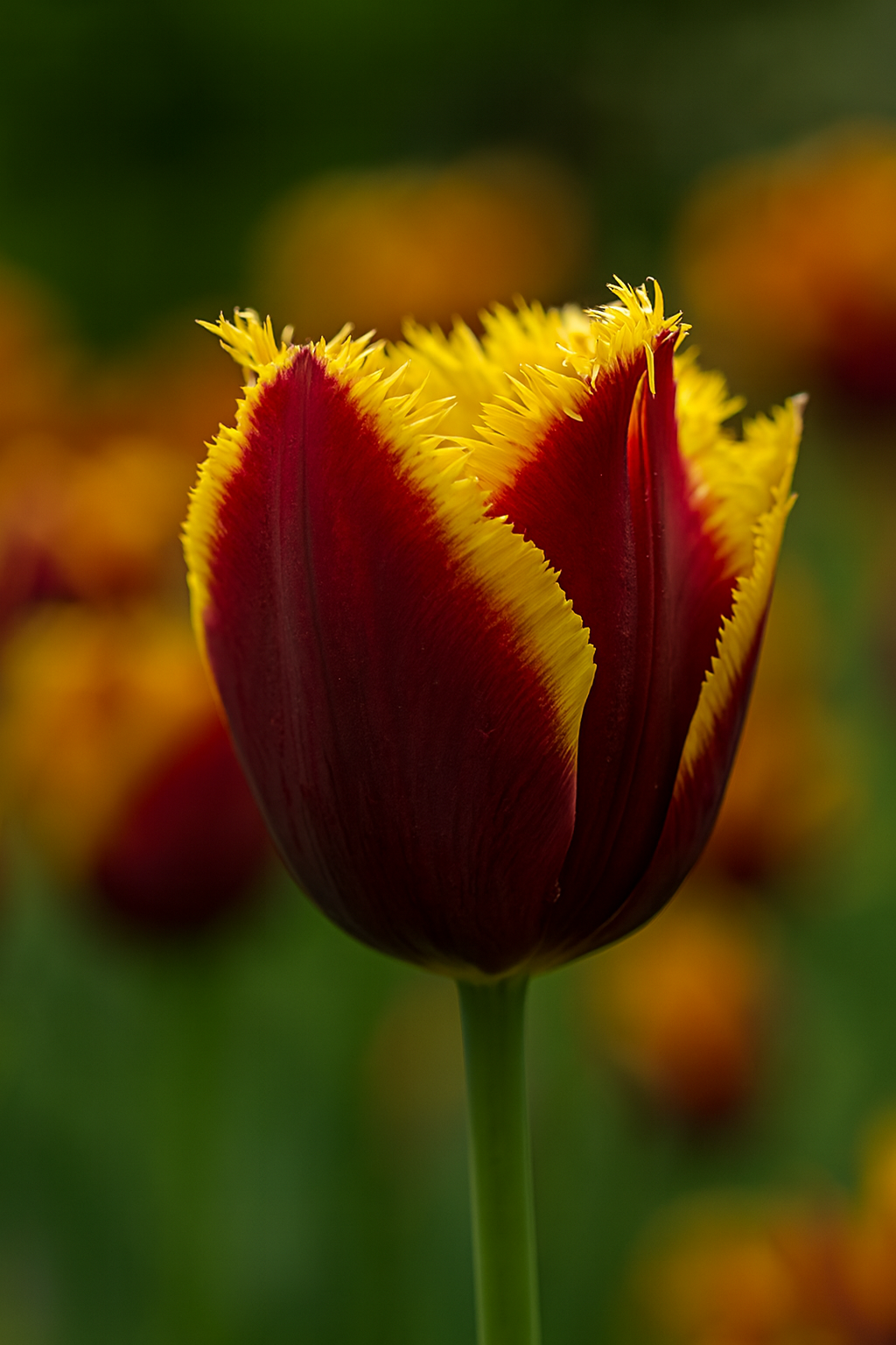 Tulipán Rojtos – Mercure – 12/+