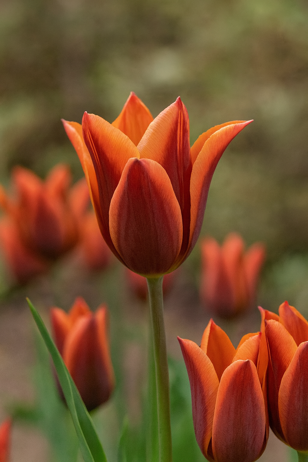 Tulipán Triumph – Muvota – 12/+