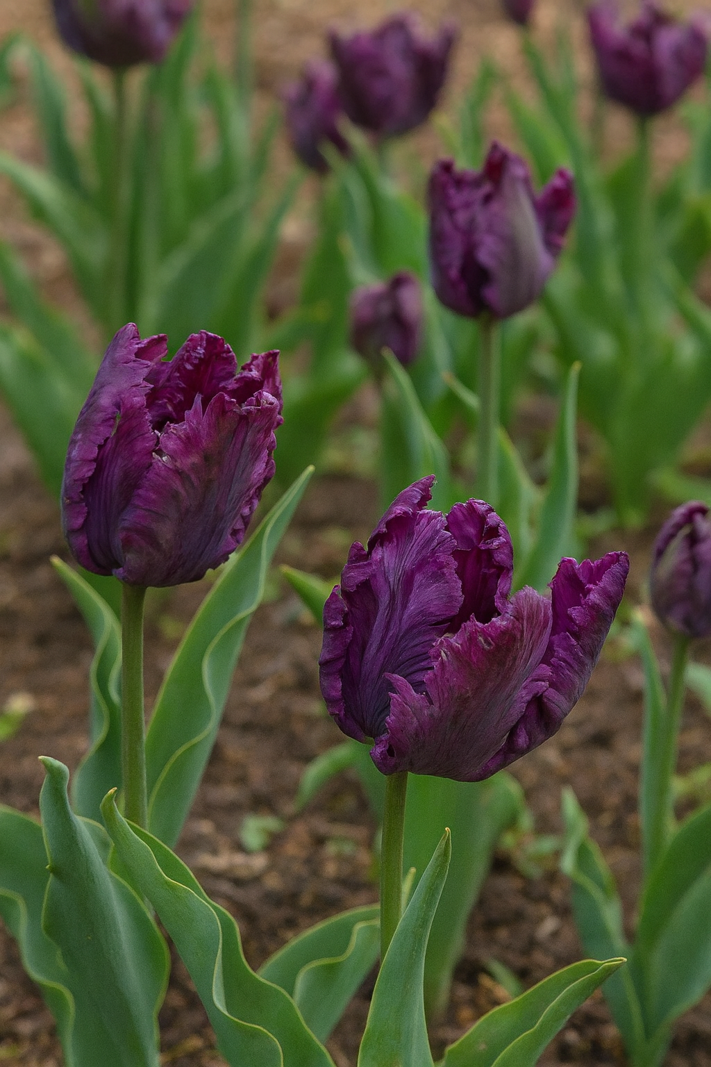 Tulipán Papagáj - Parrot Negrita - 12/+