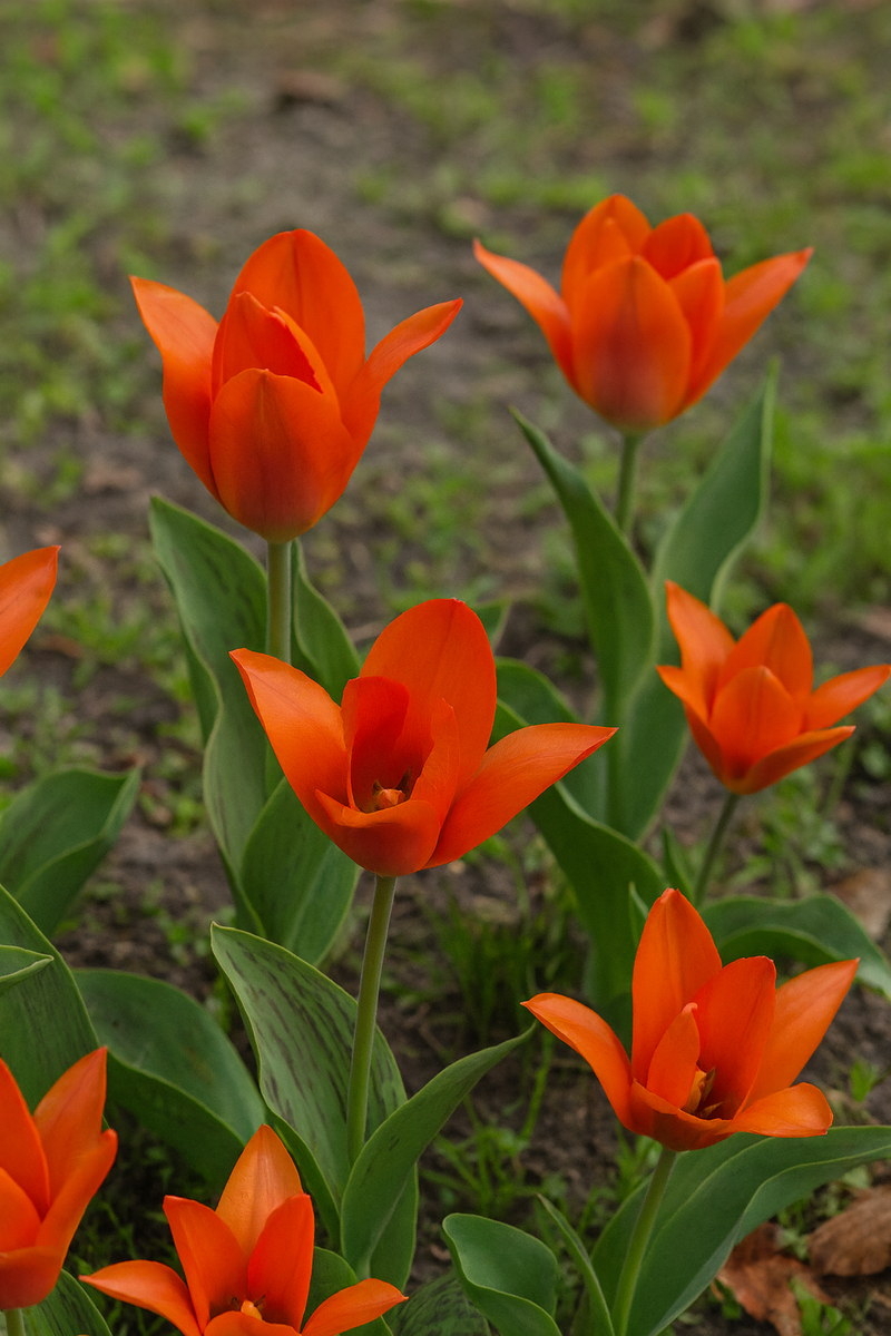 Tulipán Greigii – Orange Toronto – 12/+