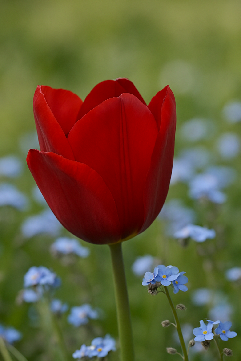 Tulipán Triumph – Pallada – 12/+