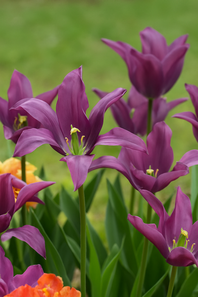 Tulipán Viridiflora – Purple Doll – 12/+