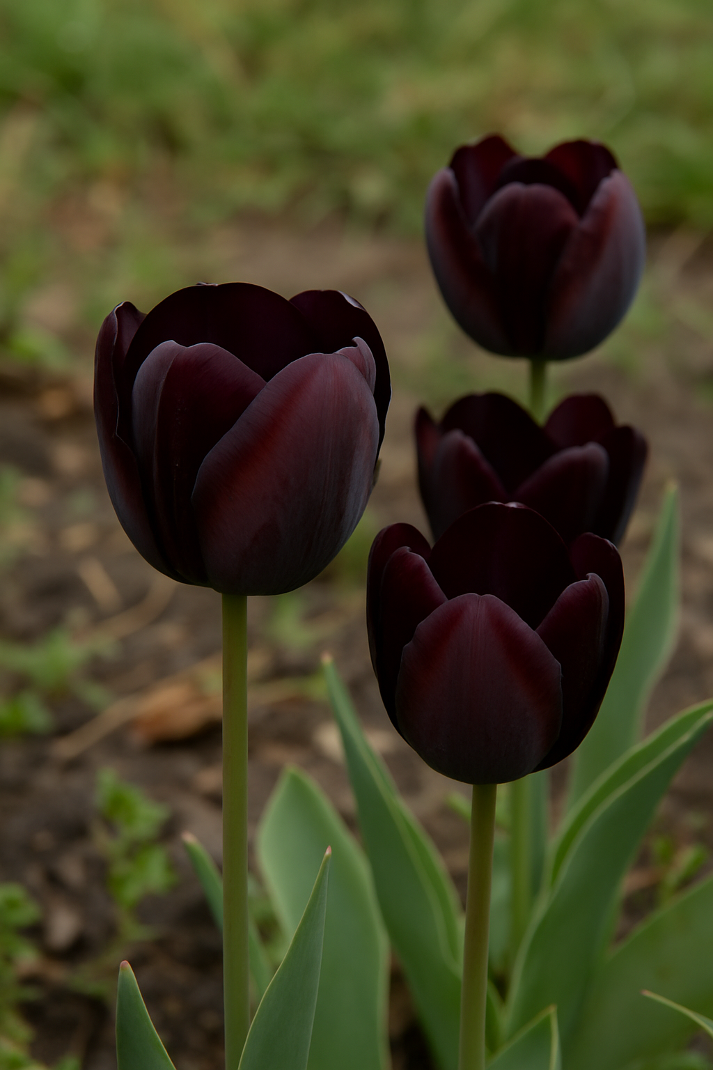 Tulipán Egyszerű Késői – Queen of Night – 12/+