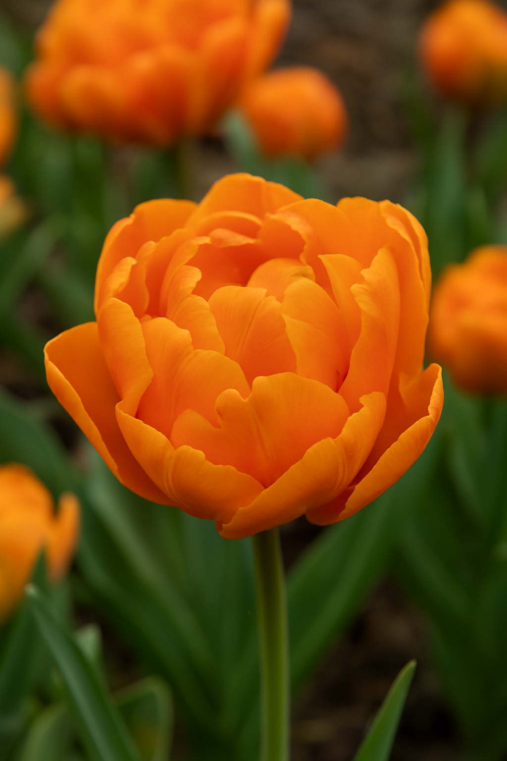 Tulipán Dupla Késői – Queensday – 12/+