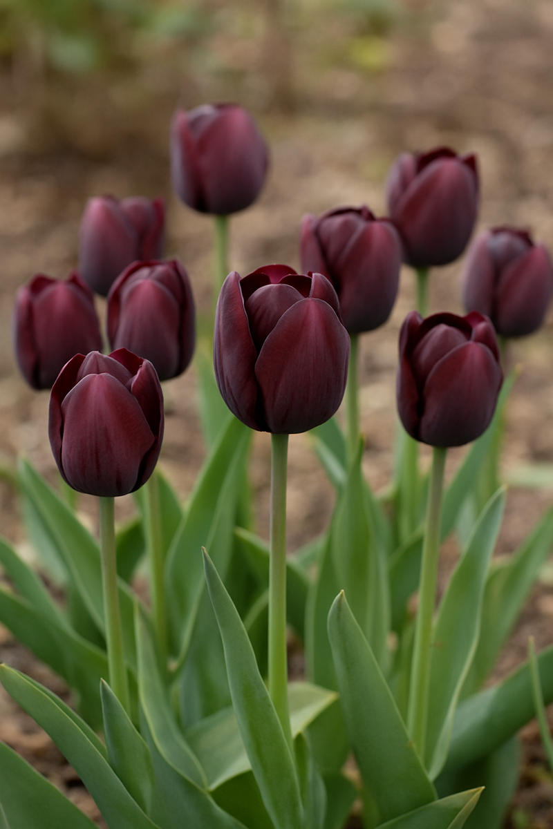 Tulipán Triumph – Ronaldo – 12/+